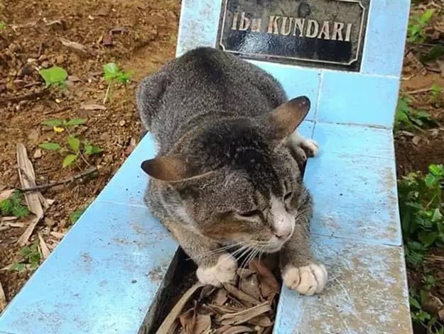 Indoneziyada mushuk bir yildan beri xo‘jayinining qabri yonida yashamoqda