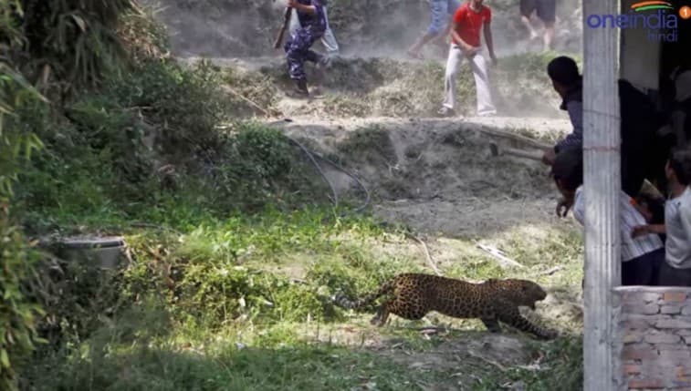 Leopard Hindistondagi asal oyini nishonlayotgan juftlikning xonasiga kirib ketdi