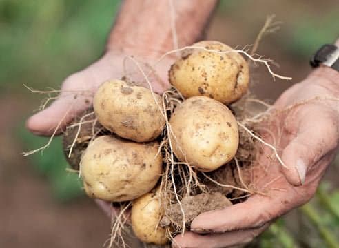 Rossiyalik biologlar kartoshkani serhosil qilish yo‘lini topdilar  
