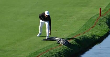 Video: Golfchi turnir vaqtida o‘ziga xalaqit bergan alligatorni haydab yubordi
