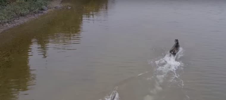Los va bo‘rining olishuvi dron yordamida suratga olindi