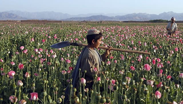 Afg‘onistonda ko‘knor maydonlari hajmi rekord darajaga yetdi
