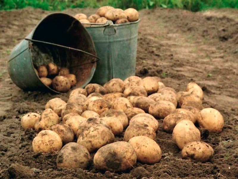 O‘zbekistonda eng arzon kartoshka qayerda sotilmoqda?