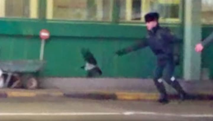 Video: Qarg‘a Estoniya fuqarosidan pasportini olib qochib ketdi 