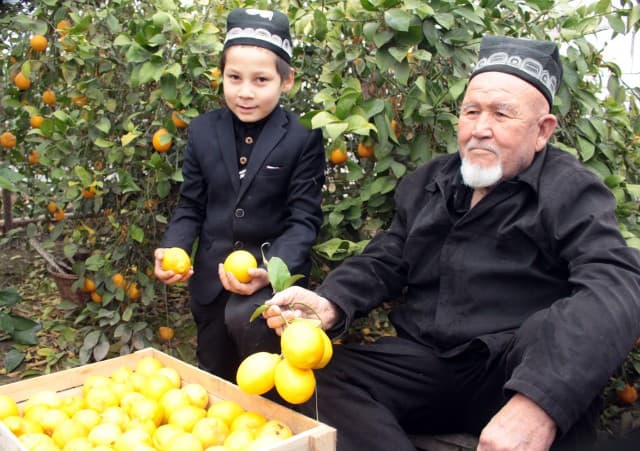Bir parcha yerdan 7 million daromad olgan oltinko‘llik dehqonbobo