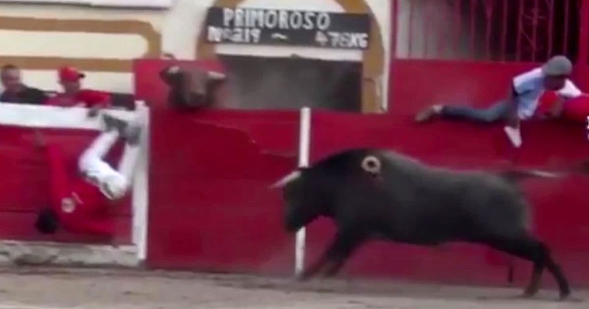 Video: Meksikadagi korridada buqalar tomoshabinlarga hujum qildi