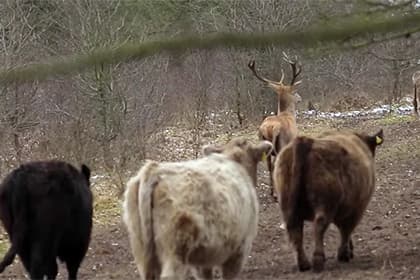 Видео: Буғу овчилардан қочиб сигирлар подасига яширинишни одат қилди