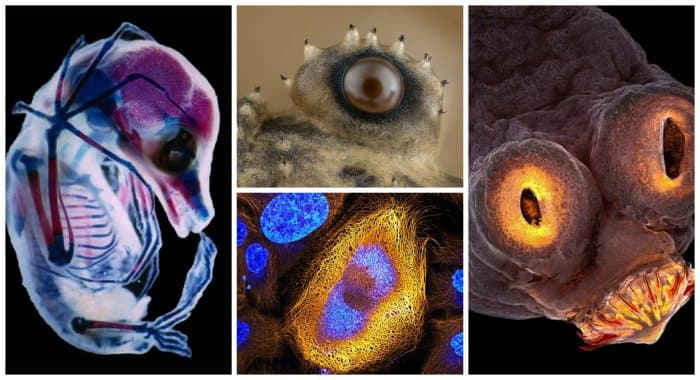 Mikrodunyoning eng sara suratlari - Nikon Small World 2017 g‘oliblari