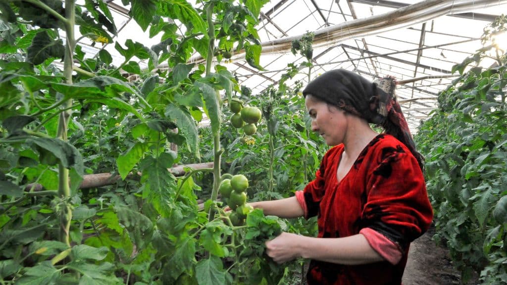 OTB O‘zbekistonda bog‘dorchilik sektorini rivojlantirish uchun 154 million dollar ajratdi