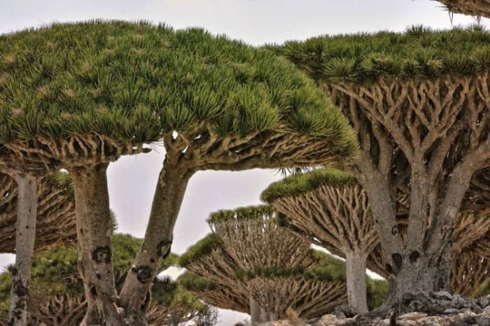 Dunyoning eng g‘aroyib 10 daraxti (fotojamlanma)