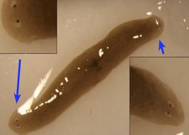 Kosmosdan Yerga ikki boshli mutant-chuvalchang olib tushildi