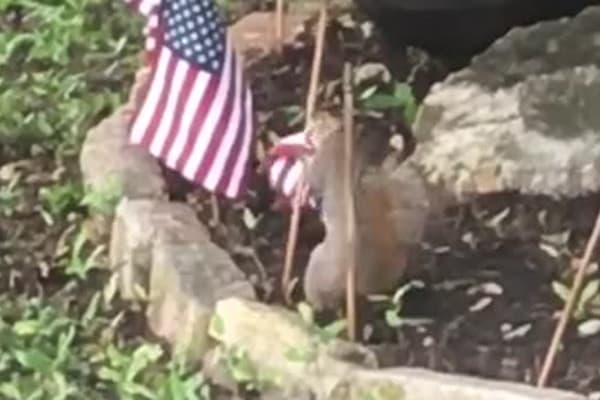 Olmaxonlar AQSh HHK veterani hovlisidagi bayroqchalarni o‘g‘irlab ketishdi (video)