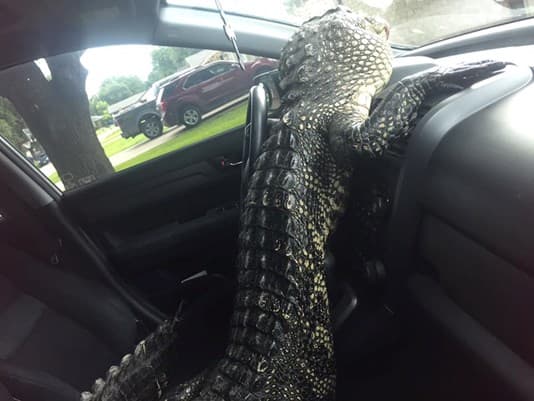 Mashina ruliga o‘tirib olgan alligator qutqaruvchilarga qiyinchilik tug‘dirdi