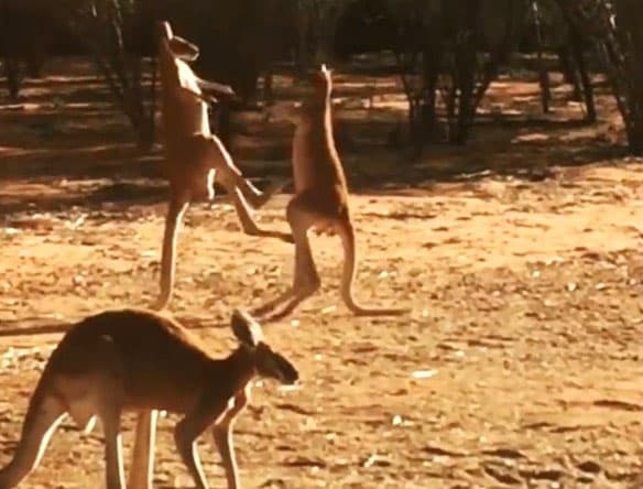 Bob va Boui laqabli kengurular kikboksing bo‘yicha "bellashdi"