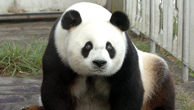 Xitoyda dunyodagi eng keksa erkak panda olamdan o‘tdi