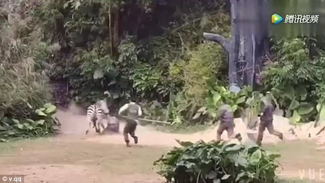 Xitoydagi hayvonot bog‘i xodimi zebra hujumiga uchradi
