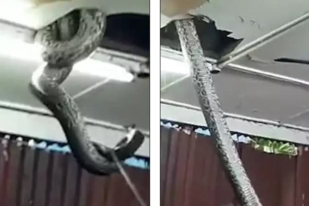 Video: Katta ilon restoranga kelganlarni qo‘rqitib yubordi
