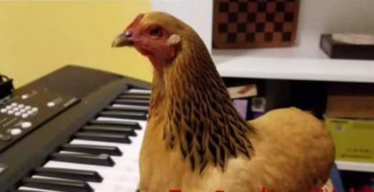 “Maestro tovuq” videoroligi internet bo‘ylab ommalashmoqda