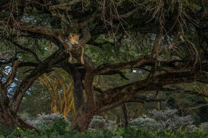 Fotojamlanma: Sony World Photography Awards 2017 fototanlovi g‘oliblari
