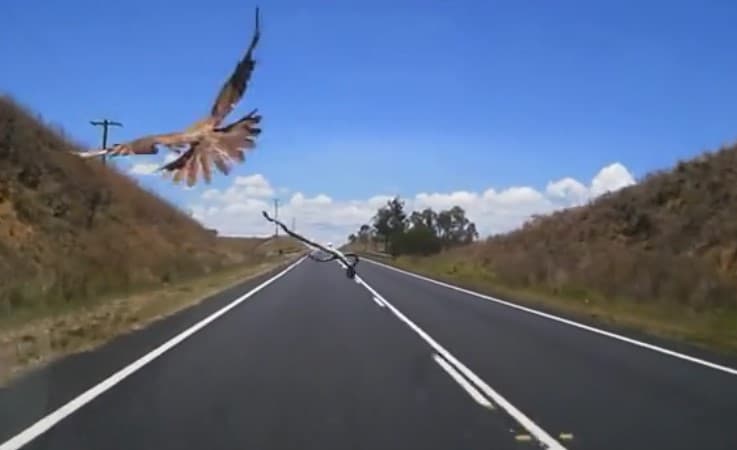 Videoxit: Avstraliyada yirtqich qush harakatlanayotgan mashinaga ilonni tashlab qochdi (video)