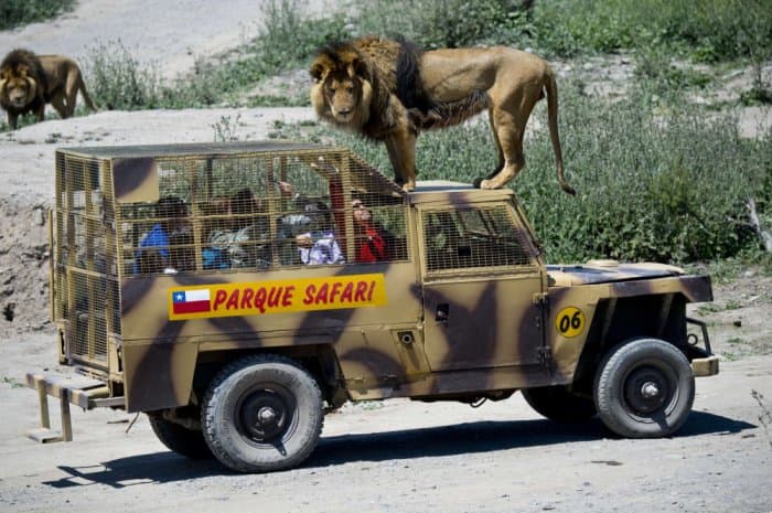 Bu hayvonot bog‘ida hammasi teskari: kishilar – qafasda, hayvonlar esa – erkinlikda (foto)