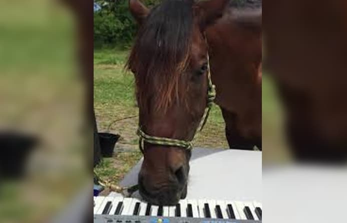 Otlarning pianino chalganini ko‘rganmisiz?