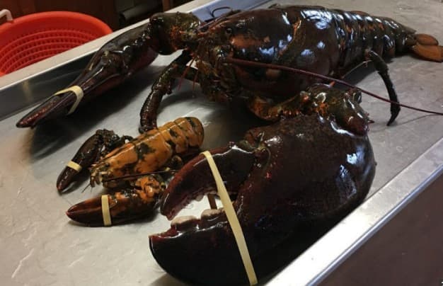 Kanadalik ayol gigant lobsterni qutqarish uchun 230 dollar to‘ladi