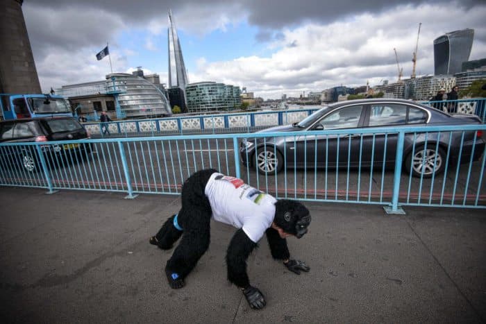 Video: London marafoni «to‘rt oyoqli» ishtirokchisi 6 kunda marraga yetib keldi