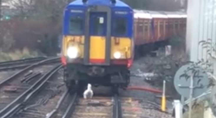 Video: Londonda oqqush butunboshli poyezdni sekin harakatlanishga majbur qildi
