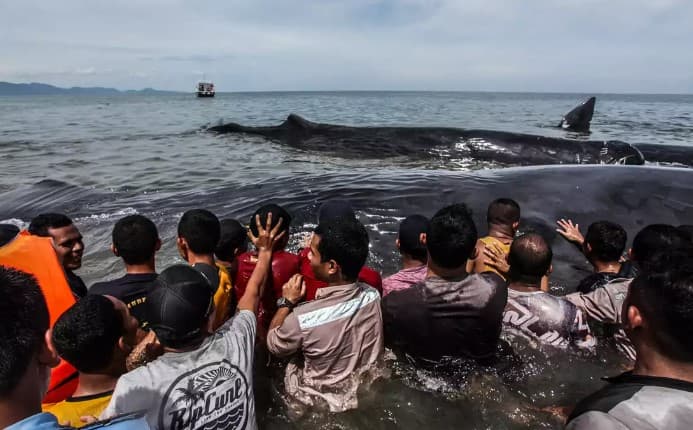 Fotojamlanma: Indoneziyada kashalotlarning qutqarilishi
