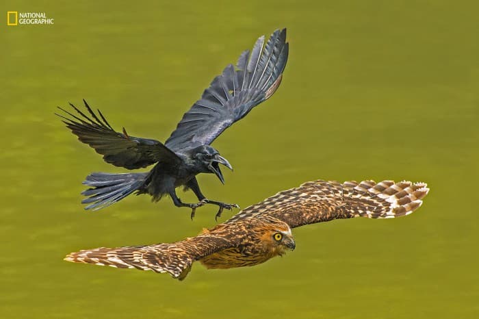 National Geographic’dan yil suratlari