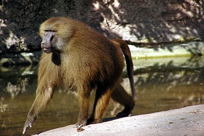 Gapiruvchi maymunlar topildi