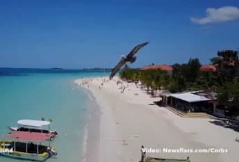 Saqoqush va dron keng osmonni bo‘lisha olmadilar (video)