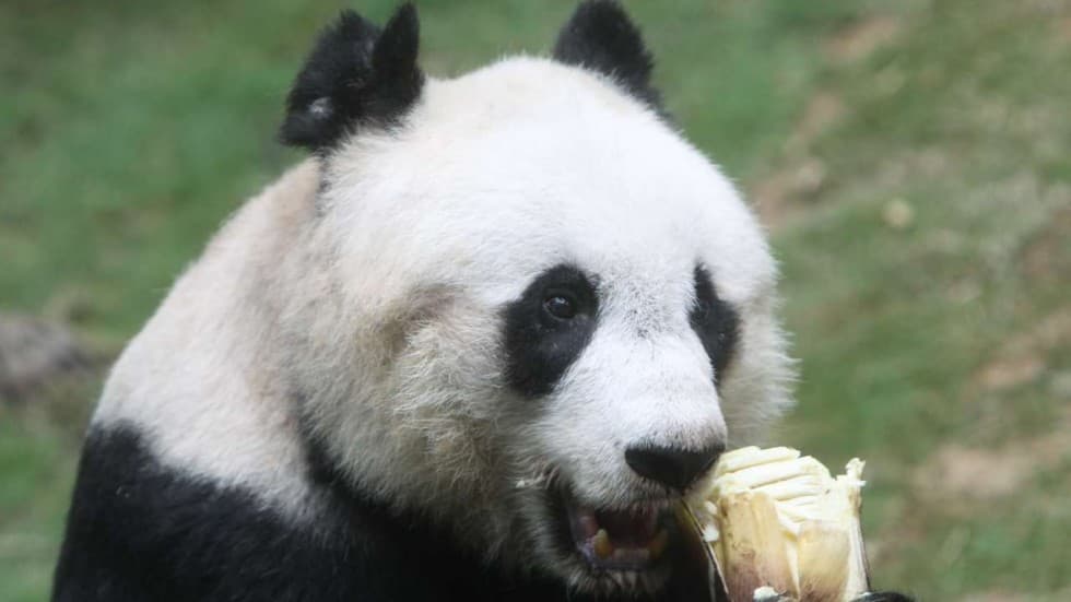 Gonkongda tutqunlikda yashovchi eng qari panda uxlatish orqali hayotdan ketkazildi