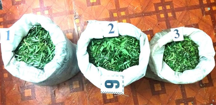  “Bog‘bon” 21 kilogramm giyohvandlik vositasini sotgan vaqtida qo‘lga tushdi