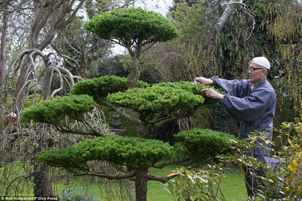 Sobiq budda ruhoniysi Britaniyada yaponcha bog‘ barpo qilish uchun 35 yil umrini sarfladi