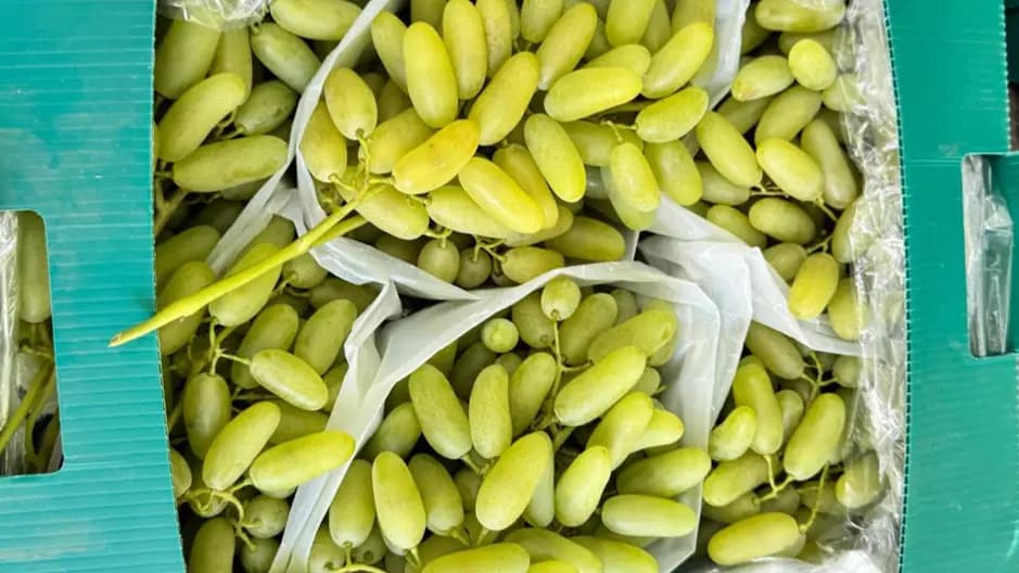 New Uzbek grape and melon shipments reach UK