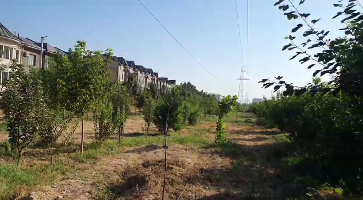 Suddan noodatiy qaror: Toshkent viloyatida MFY va fuqarolarga 1 758 tup daraxtni koʻchirish majburiyati yuklandi
