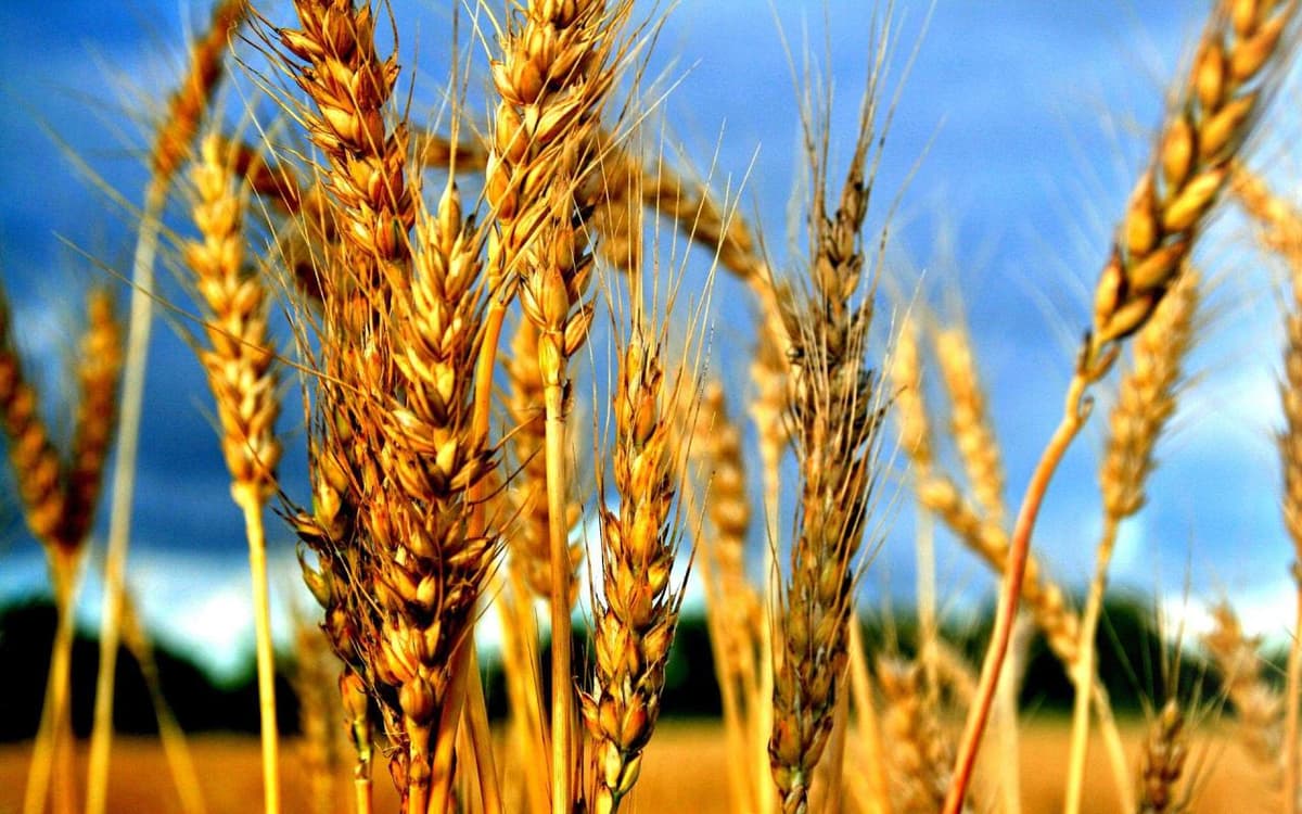 Turkiya Rossiyadan import qilinadigan makka va bug‘doyga 130 foizlik boj kiritdi  