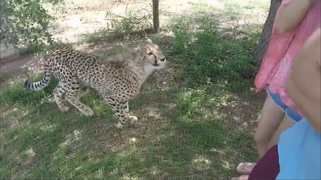 Xitoylik sayyoh gepard hamlasidan arang qutulib qoldi (video)