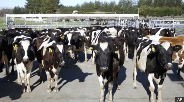 Yangi Zelandiyada 500 bosh sigir o‘g‘irlandi