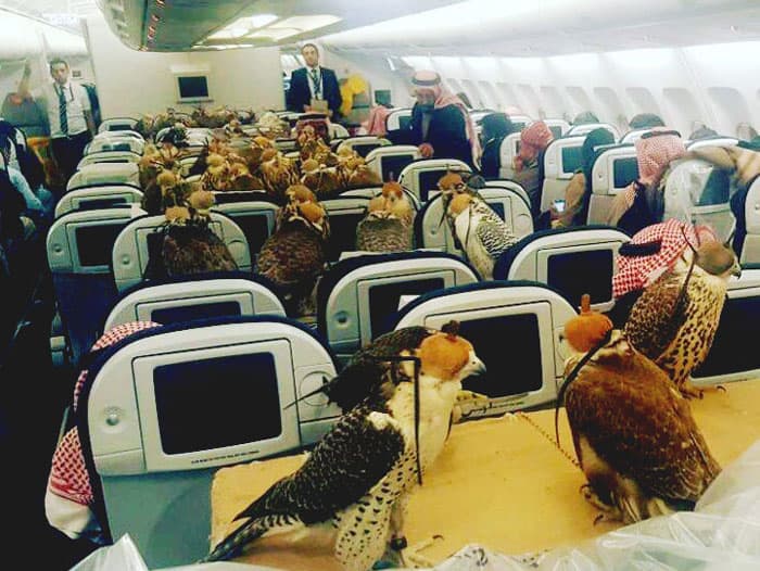Saudiyalik shahzoda yo‘lovchi samolyotiga 80ta lochin uchun aviachipta xarid qildi
