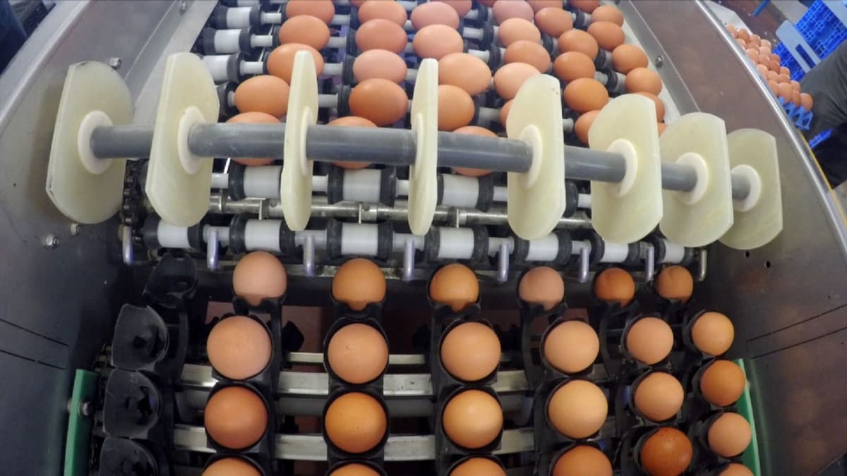Buyuk Britaniyaga tarkibida fipronil bo‘lgan 700 ming tuxum import qilindi