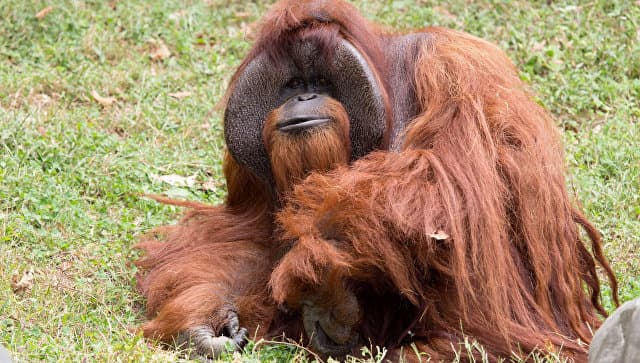Imo-ishoralar tilini o‘rganib olgan orangutang hayotdan ko‘z yumdi
