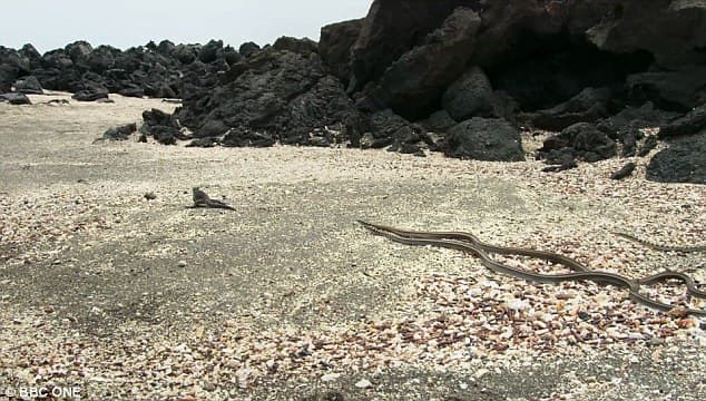 Dengiz iguanasi bolasi o‘nta ilon ta'qibidan qochib qutula oldi