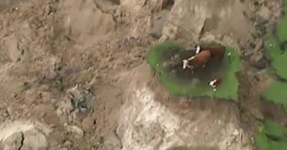 Video: Yangi Zelandiyadagi zilzila sabab 3 sigir “orolcha”da qolib ketdi