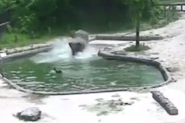 Seul hayvonot bog‘ida filcha katta fillar tomonidan qutqarib qolindi