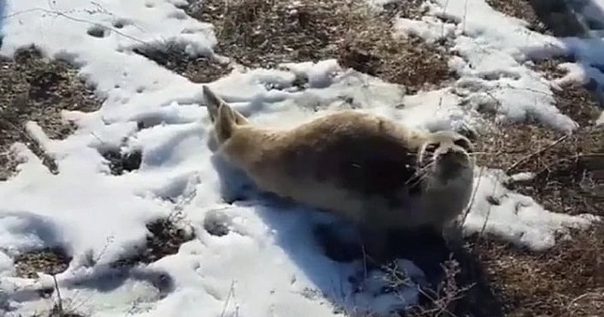 Qozog‘iston dashtida Kaspiy tyuleni topildi
