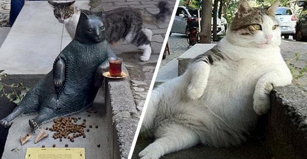 Istanbulda mem-mushuk haykali o‘rnatildi