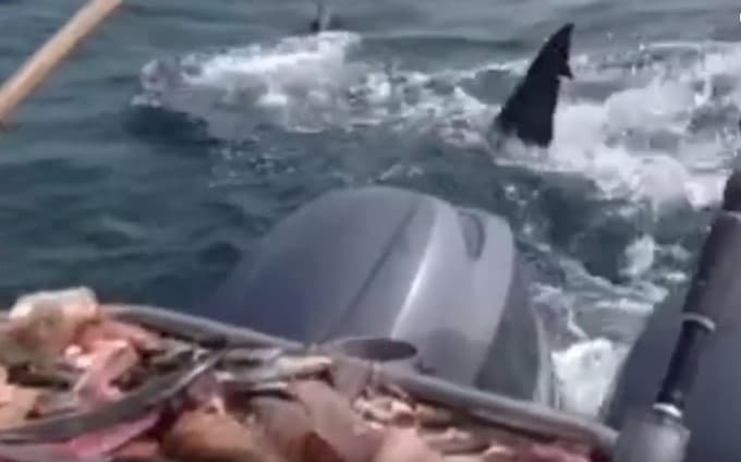 Avstraliyalik baliqchi shvabra yordamida akulani haydashga muvaffaq bo‘ldi (video)